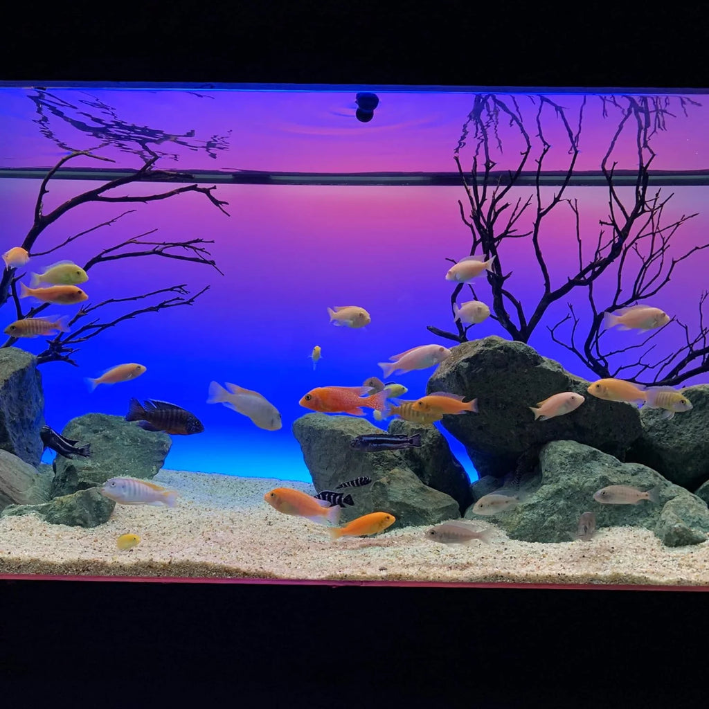 72 Inch Serene Aquarium Visual and Audio Aquatic Experience Kit with LED Aquarium Light, LED Background Light, Frosted Background Film & Speaker for Fish Tank (4028)