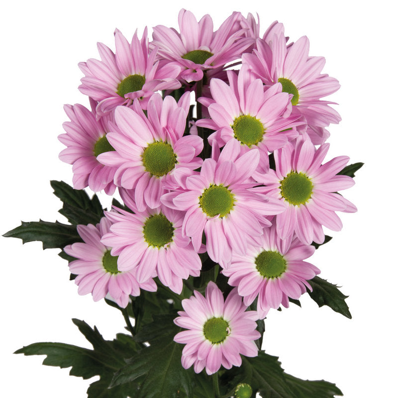 Mum | Daisy